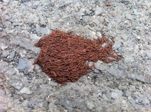 It's mating season for the centipedes - so you see small piles of them everywhere. Apparently they mate in orgies. 
