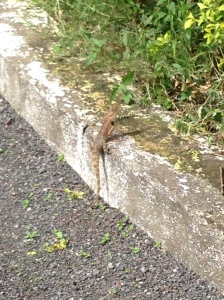 One of the more intimidating lizards we have seen - in front of our building