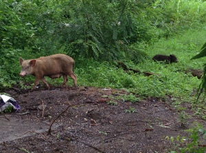 A wild pig and its baby right in front of our apartment building