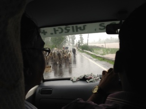 Herd of around 100 cows blocking our path - we ended up driving straight through them!