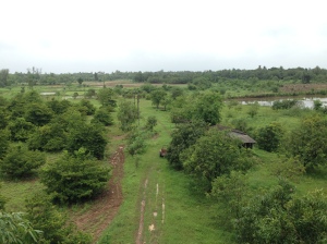 View from the top of our apartment building - those are mango trees!