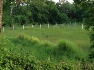 One of the male peacocks we have seen on our walks - We have not seen one with its tail raised yet though.