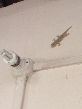 A lizard outside the cafeteria (there are usually 3 at dinner).