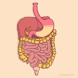 digestion - giphy.com