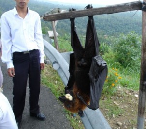 This “flying fox megabat” is not the Indian short-nosed, but it’s way crazier and has a wingspan of 5 and a half feet. (hubimg.com)