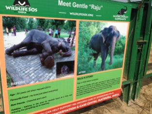 Raju the crying elephant
