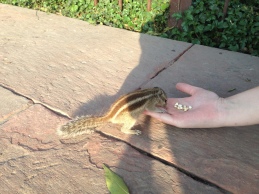 "Palm squirrels" love eating out of your hand :D