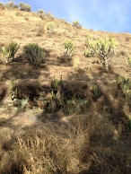 One side of the mountain would be covered with pine trees, and the other side with cactuses